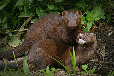 Pair of mink by Ken Mattison, Flickr CC BY-NC-ND 2.0