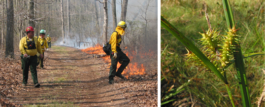 Prescribed Burn, Red Maple and Sweetgum Trees