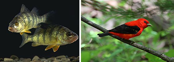 Photo Collage - Yellow Perch (USDA/Wikimedia Commons; Scarlet Tanager (Photo by Yukin Xing)