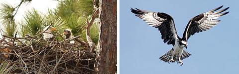 Left: Bald Eagles nesting (Wikimedia Commons); Right: Osprey Hovering (NASA/Wikimedia Commons)