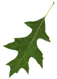 Northern Red Oak Leaf