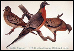 Passenger Pigeons (now extinct), NPS Illustration by Richard Lake