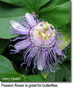 Passionflower is great for butterflies - photo by Kerry Wixted
