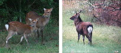 Sika hind and fawn at Assateague Island by Nancy Magnusson Flickr CC BY-NC 2.0 (left). Sika stag by Brian Eyler, MD DNR.
