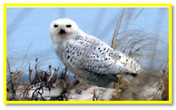 Snowy Owl Photo links to MPT Video segment on snowy owl