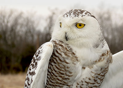 Monocacy, a female snowy owl banded in  Maryland in 2014 by Kerry Wixted