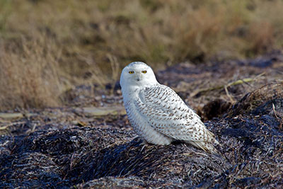 Snowy owl in Vancouver by David Syzdek (Flickr, Creative Commons)