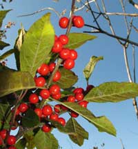Winterberry holly, photo courtesy of Kerry Wixted
