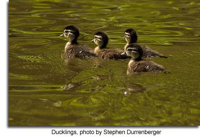 Ducklings, photo by Stephen Durrenberger