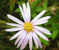Aster,  photo courtesy of Kerry Wixted