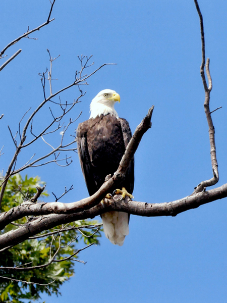 Bald Eagle in a tree.