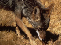 Close-up photo of coyote face