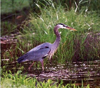Great Blue Heron in wetland