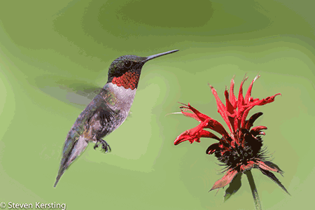 Hummingbird photo by Steven Kersting, Flickr Creative Commons