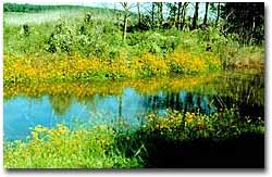 A scene from streamside with the wildflowers in bloom.