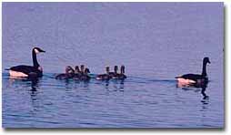 A family of Canada geese swimming across the waters of Mt. Nebo