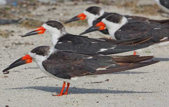 Black Skimmers by Judy Gallagher CC by 2.0