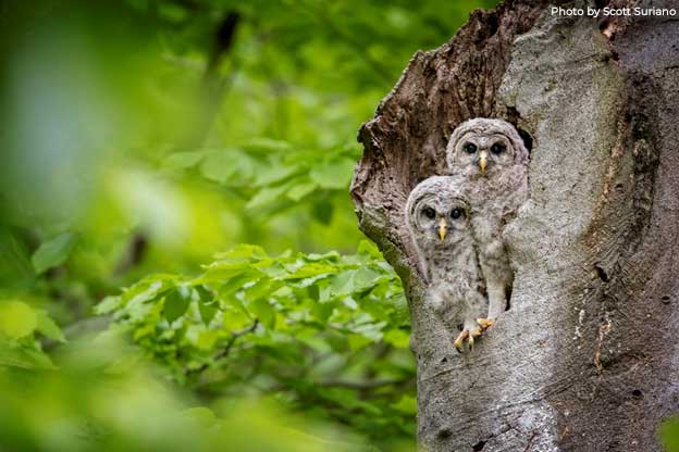 Two Barred owl chicks - Photo by Scott Suriano