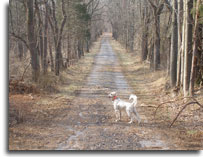 Hunting dog stands alert on a dirt road on the Prathers Neck WMA 
