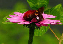 Purple Coneflower,  photo courtesy of Kerry Wixted