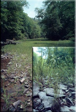 photo of Sideling Creek with in-set photo of Harperella