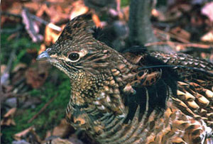 close-up of adult male Ruffed grouse, courtesy of Bob Long