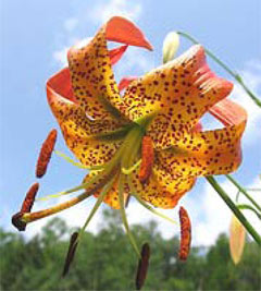  Turks cap lily, photo courtesy of Kerry Wixted